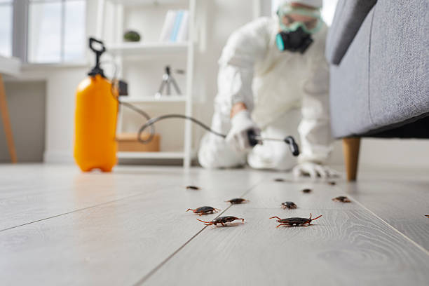 Commercial Rodent Management in New Llano